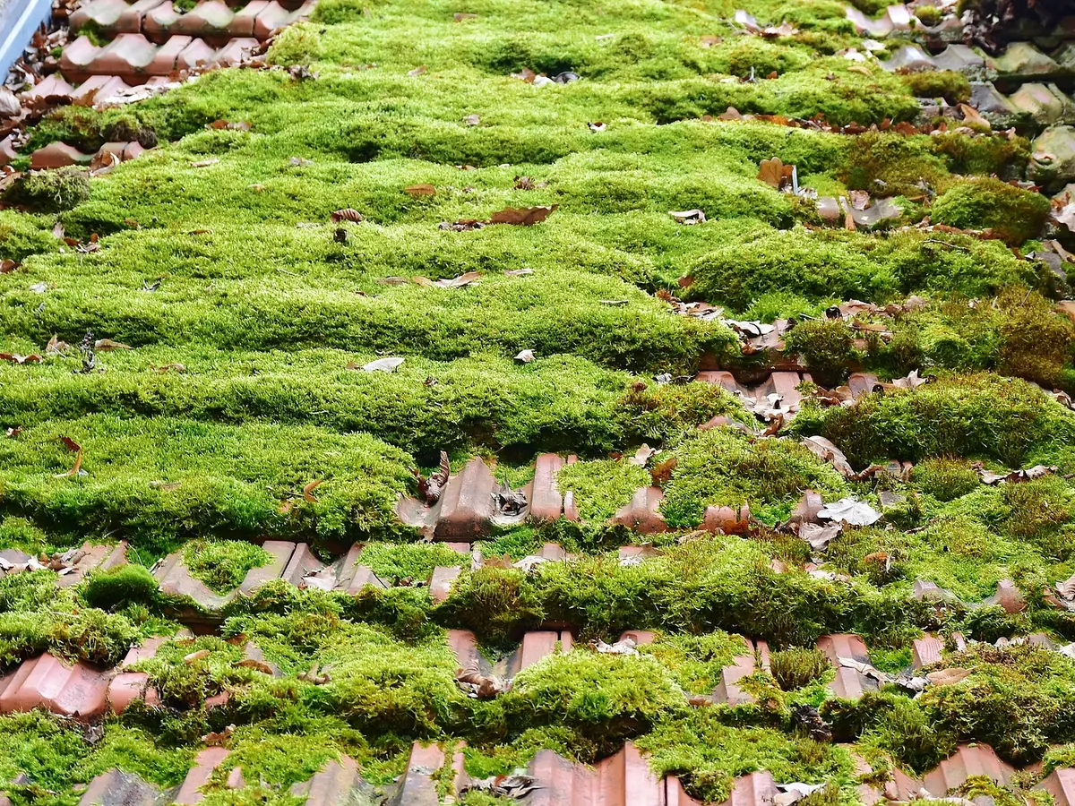 Roof Cleaning by Dublin Roofing Company