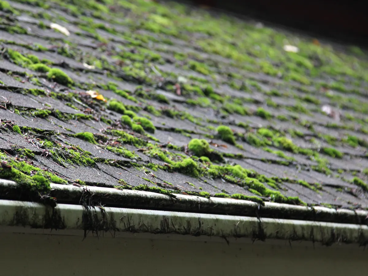 Roof Cleaning & Coating in Blackrock by Dublin Roofing Company